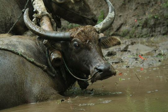 Farmers plows rice fields. Indonesian culture traditional plowing with buffalo. 