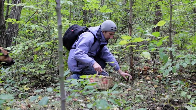 hunting mushrooms with a basket,A man in the woods with a basket for mushrooms came to collect