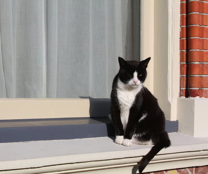 Cat enjoys the sun on the windowsill of a house