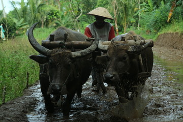 Farmers plows rice fields. Indonesian culture traditional plowing with buffalo. 