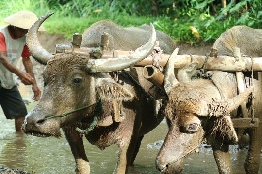 Farmers plows rice fields. Indonesian culture traditional plowing with buffalo. 