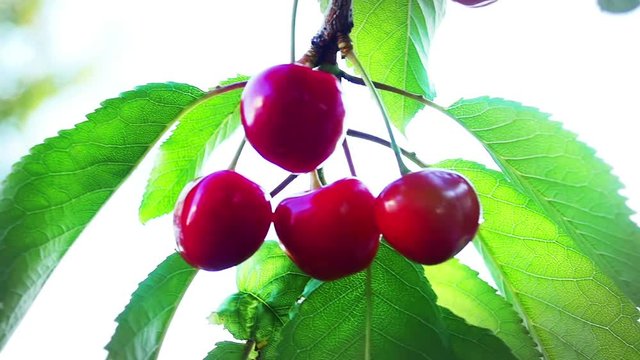 Red Cherries On A Tree in Slow Mo, HD footage  - Slow motion red Prunus avium organic fruit video