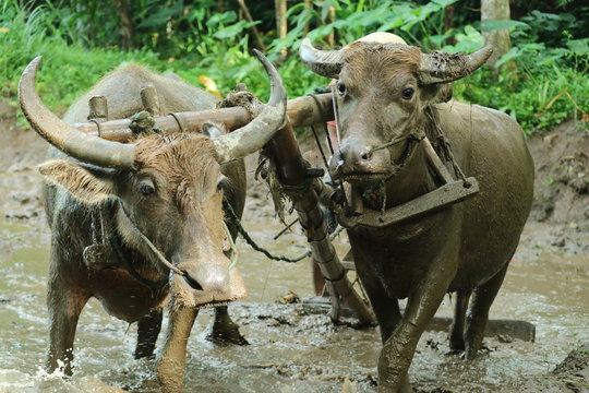 Farmers plows rice fields. Indonesian culture traditional plowing with buffalo. 