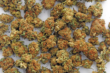 Cannabis e marijuana con alto cbd e basso thc - fiore - droga leggera da fumare - sostanze legali e illegali - erba curativa - ganja 