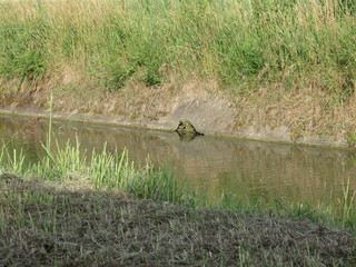 canale di campagna
