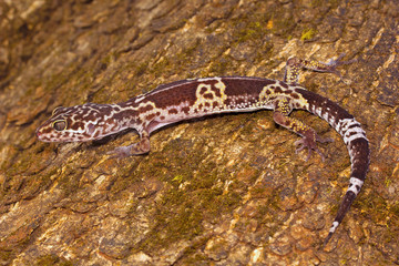 Naklejka premium Leopard gecko, Eublepharis satpuraensis, Eublepharidae, Madhya Pradesh