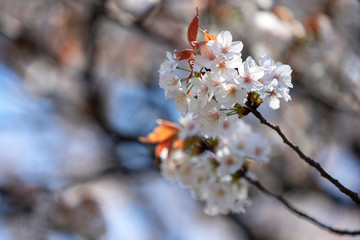 Cherry blossom season in the park at Japan.