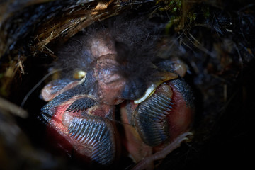 Eurasian treecreeper youngborns (Certhia familiaris)