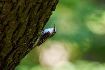 Eurasian treecreeper (Certhia familiaris)