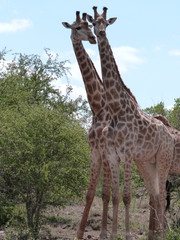 Parc Kruger Girafes