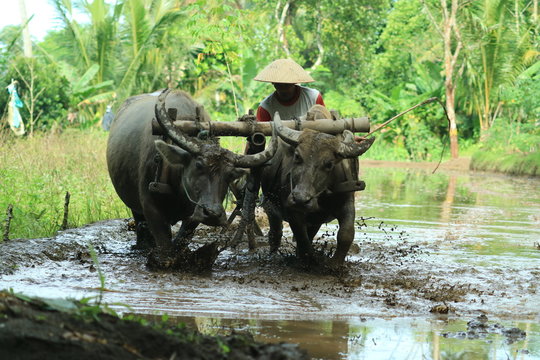 Farmers plows rice fields. Indonesian culture traditional plowing with buffalo. 