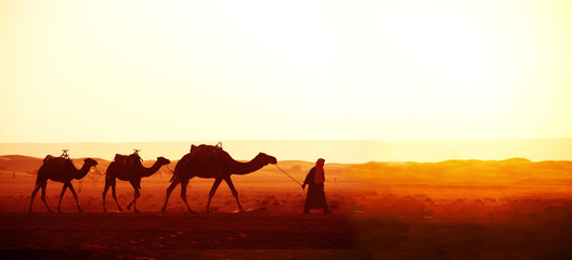 Caravan van kamelen in de Saharawoestijn, Marokko