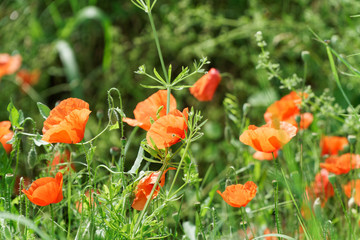 Red poppy flower on spring fresh green field, sunny day