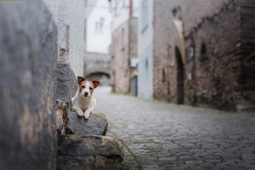 a small dog in the old town. A pet in the city. Jack Russell Terrier