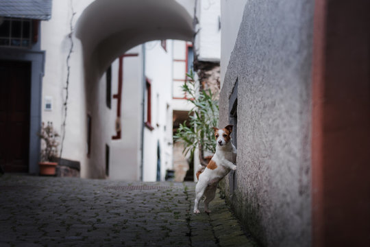 a small dog in the old town. A pet in the city. Jack Russell Terrier