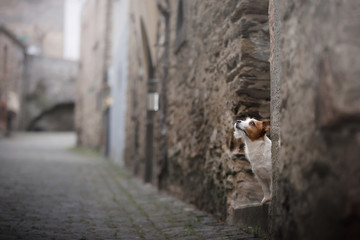 a small dog in the old town. A pet in the city. Jack Russell Terrier