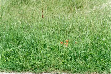 Red poppy flower on spring fresh green field, sunny day