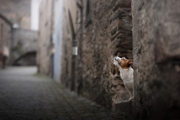 a small dog in the old town. A pet in the city. Jack Russell Terrier