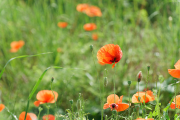 Red poppy flower on spring fresh green field, sunny day