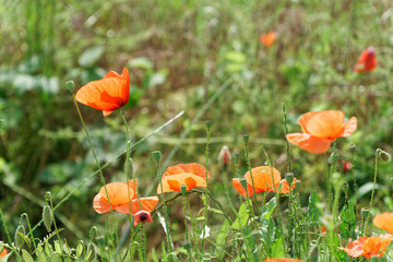 Red poppy flower on spring fresh green field, sunny day