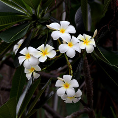 closeup of white plumeria flower with green leaves
