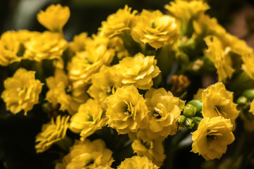 Small little yellow flowers