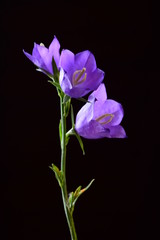 Fototapeta na wymiar blue spring bell flower
