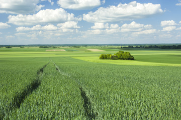 Green field cereals, copse and clouds in the sky