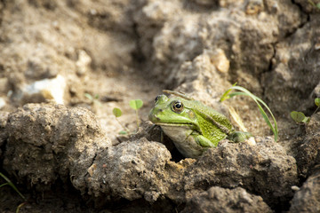 La grenouille prend un bian de soleil