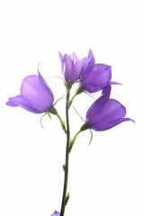 Obraz na płótnie Canvas Campanula blue spring flowers