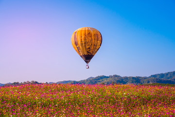Obraz premium The Colorful hot air balloons flying above cosmos flield and green tea plantation with sunlight ray blue sky background