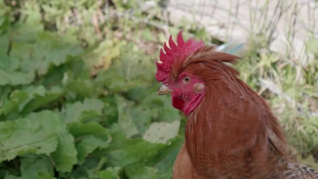 A brown rooster close up 
