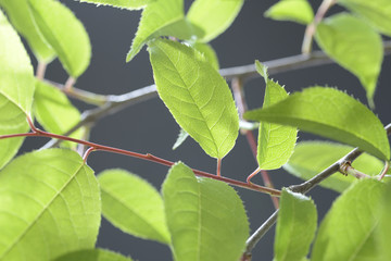 新緑の葉