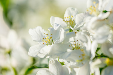 Branches of apple-tree with white flowers against a blue spring sky