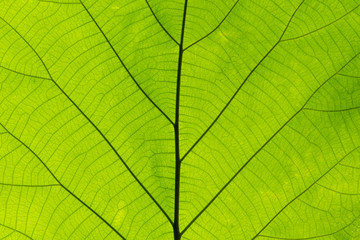 Fototapeta na wymiar Closeup nature green leaf texture for abstract background
