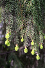 New fresh blossoming buds with needles on spruce branches in the spring