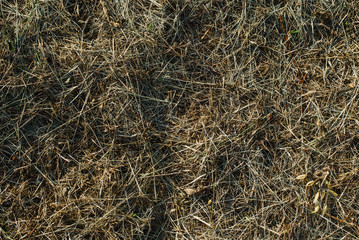 Green and brown grass and grass from above