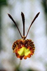 red and yellow orchid with defocused background