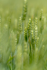 Einzelne Korn Ähren  vor hellen unscharfen grünem Korn 