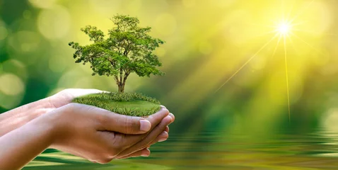 Gordijnen milieu Earth Day In de handen van bomen die zaailingen kweken. Bokeh groene achtergrond Vrouwelijke hand met boom op natuur veld gras Bosbehoud concept © sarayut_sy