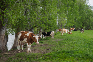 Fototapeta na wymiar a herd of cows grazing and some lie and rest on a green meadow