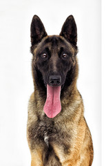 Belgian Shepherd Malinois on a white background