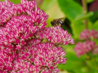 Bee on Allium 