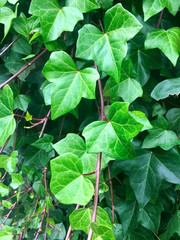 Green Ivy plant