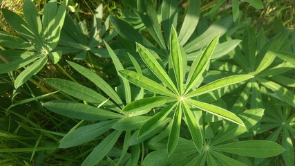 Pflanzen, Grün, Sommer, Sonne, Stille,Ruhe, Blumen