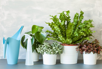 houseplants Asplenium nidus, peperomia and fittonia in flowerpots