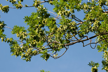 Esche, teilweise mit Fruchtständen