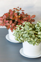 houseplant fittonia albivenis in white flowerpot