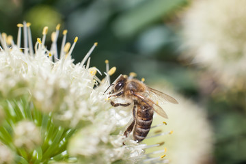 The bee collects pollen from a blossoming white garlic flower