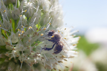 The bee collects pollen from a blossoming white garlic flower